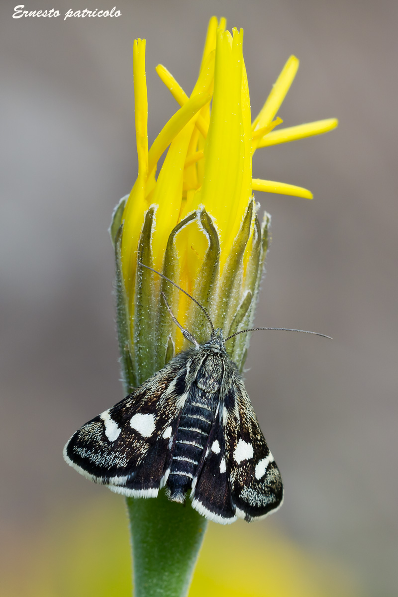 farfalla da identificare